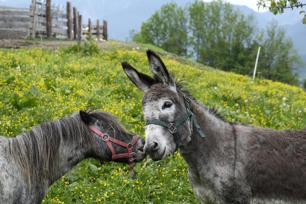 Christernhof Villa Maria Alm am Steinernen Meer Eksteriør billede